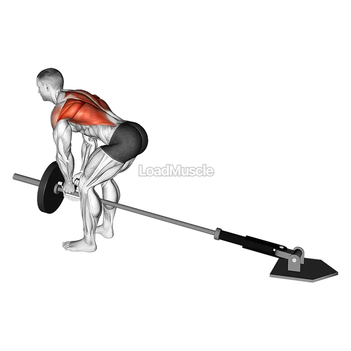Lever Bent-over Row with V-bar (plate loaded) demonstration