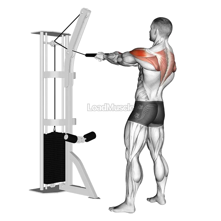 Cable Standing Rear Delt Horizontal Row (with rope) demonstration