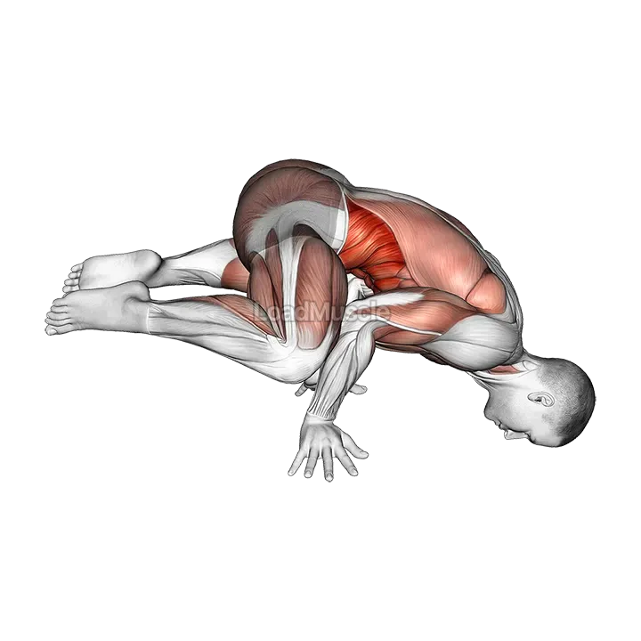 Frog planche demonstration