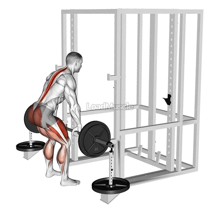 Barbell Weighted Deadlift demonstration