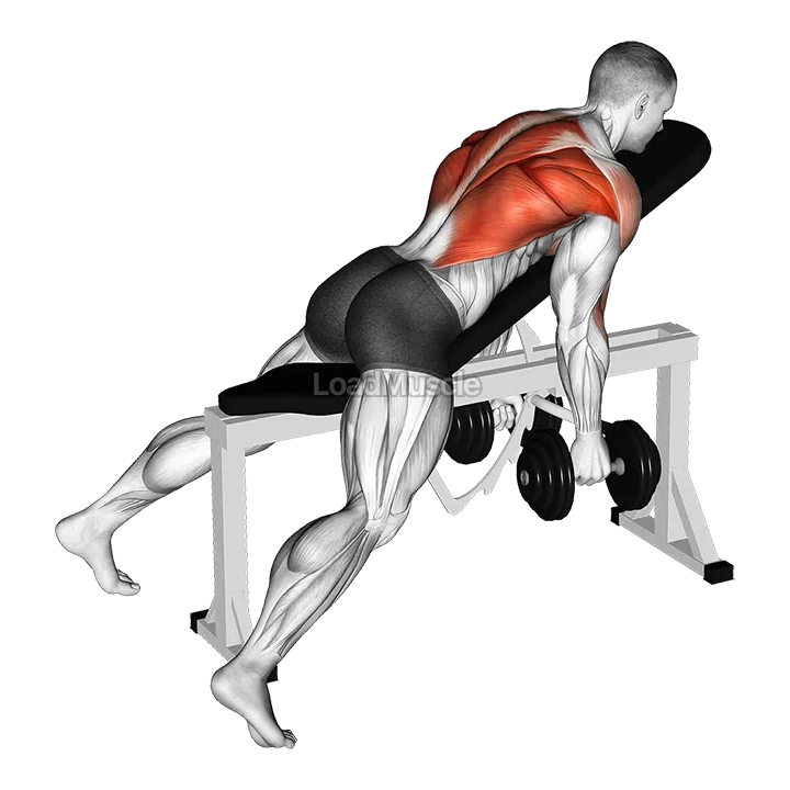 Dumbbell Hammer Grip Incline Bench Two Arm Row demonstration