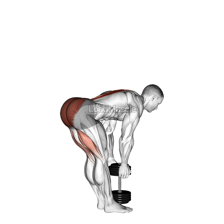 Dumbbell Stiff Leg Deadlift demonstration