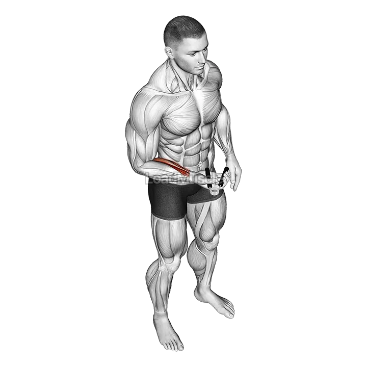 Hand Spring Wrist Curl demonstration