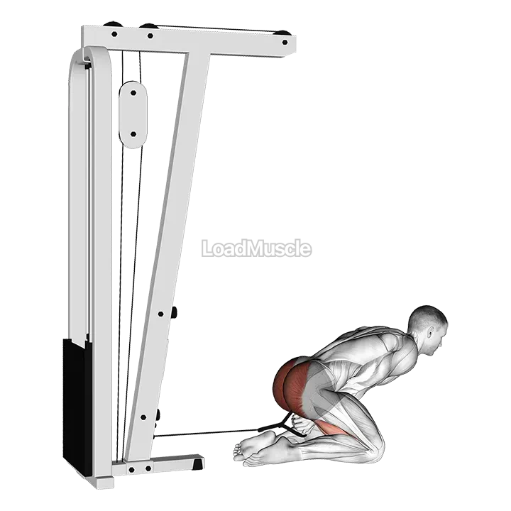Cable Kneeling Pull Through demonstration