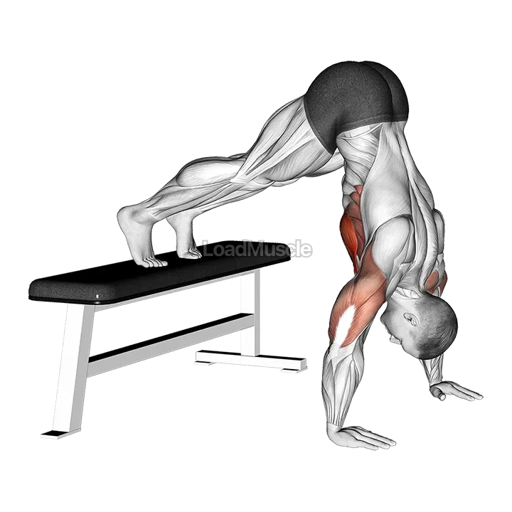Pike Push up (on Bench) demonstration