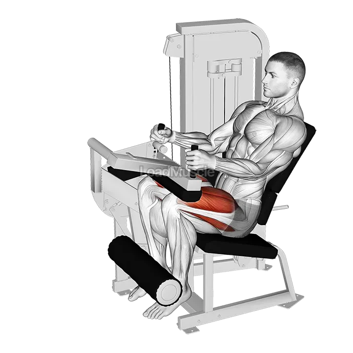 Lever Seated Leg Extension demonstration