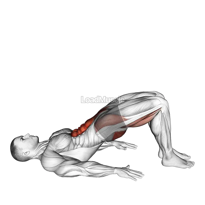 Glute March demonstration