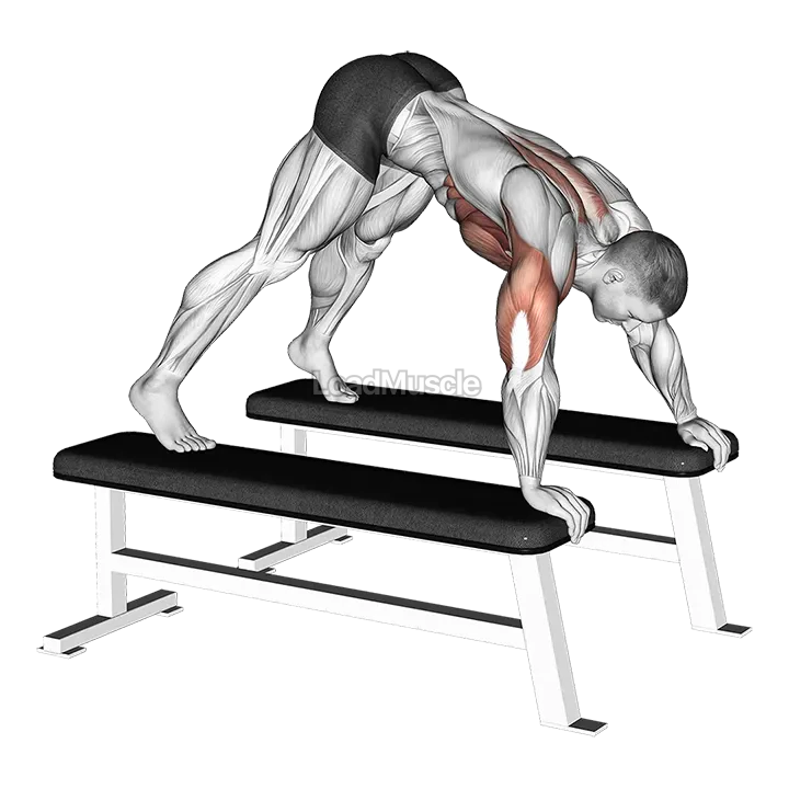 Pike Push up (between Benches) demonstration