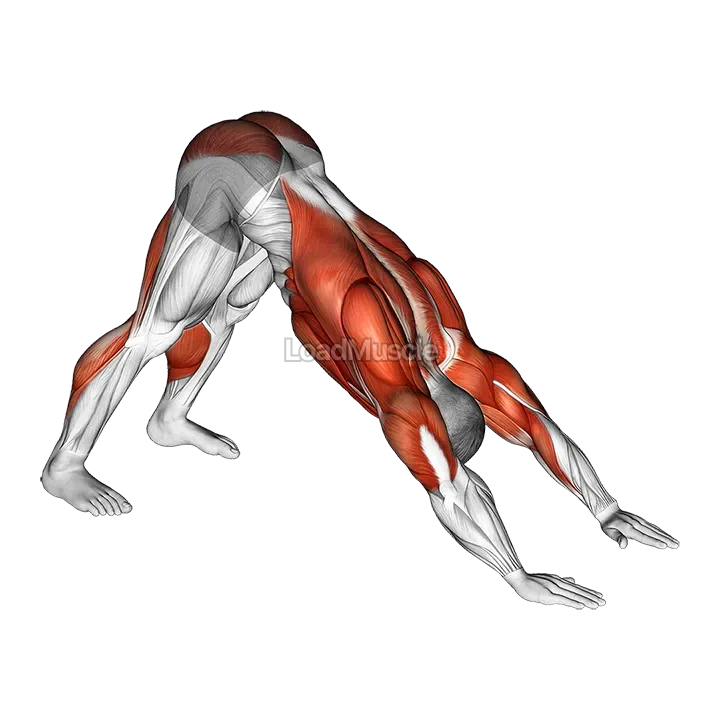 Downward Facing Dog demonstration