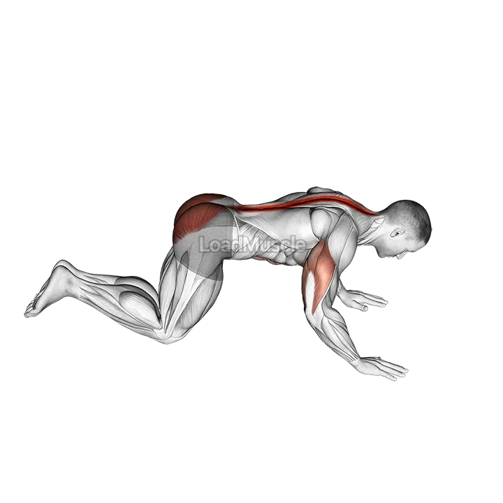 Kneeling Cobra Push up demonstration