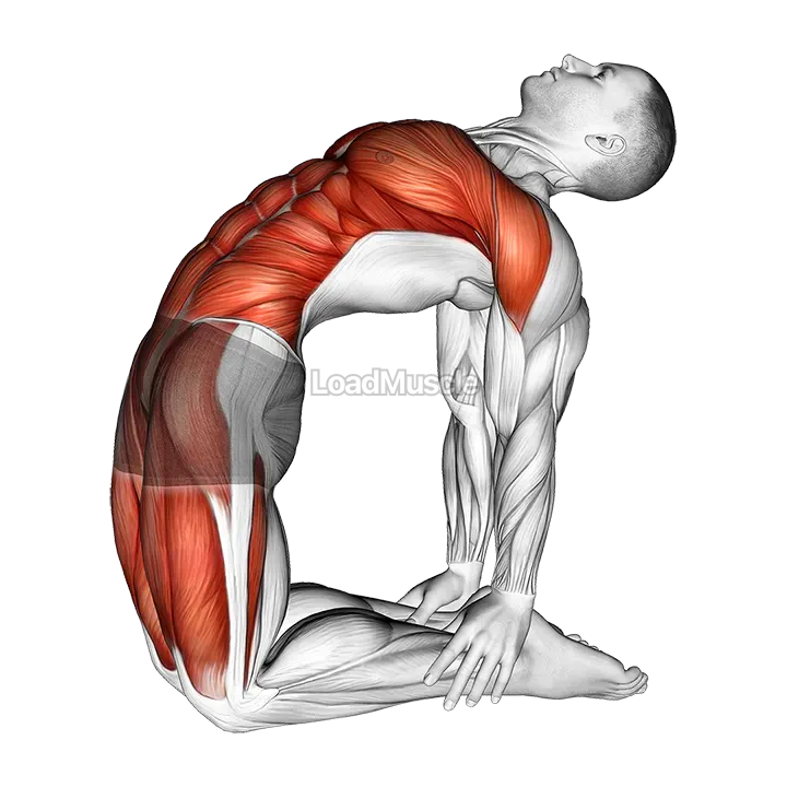 Camel Pose demonstration