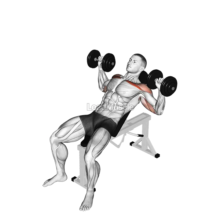 Dumbbell Incline Alternate Press demonstration