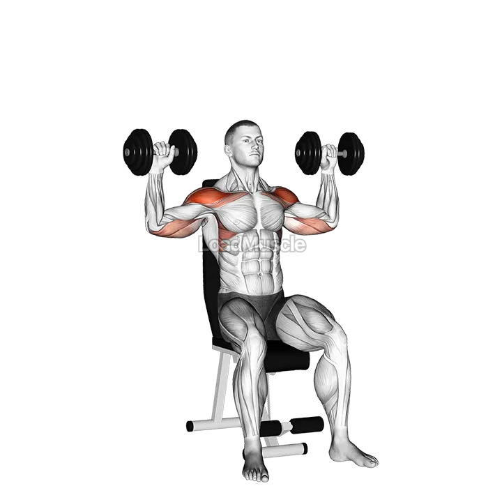 Dumbbell Seated Alternate Shoulder demonstration