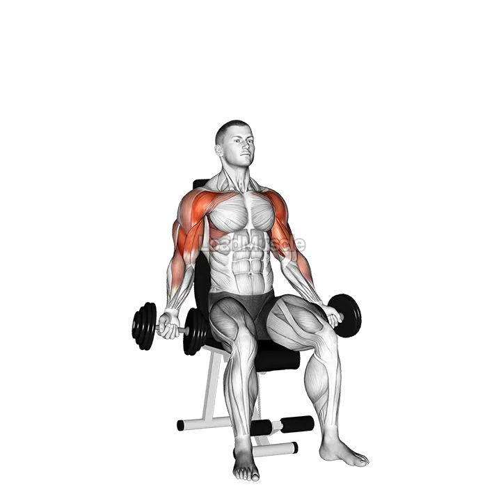 Dumbbell Seated Biceps Curl to Shoulder Press demonstration