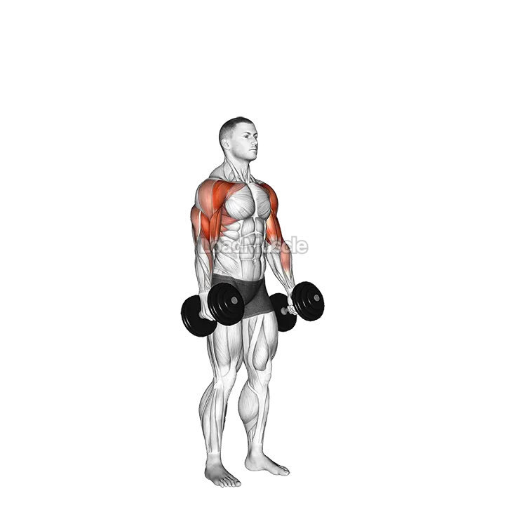 Dumbbell Standing Alternate Hammer Curl and Press demonstration