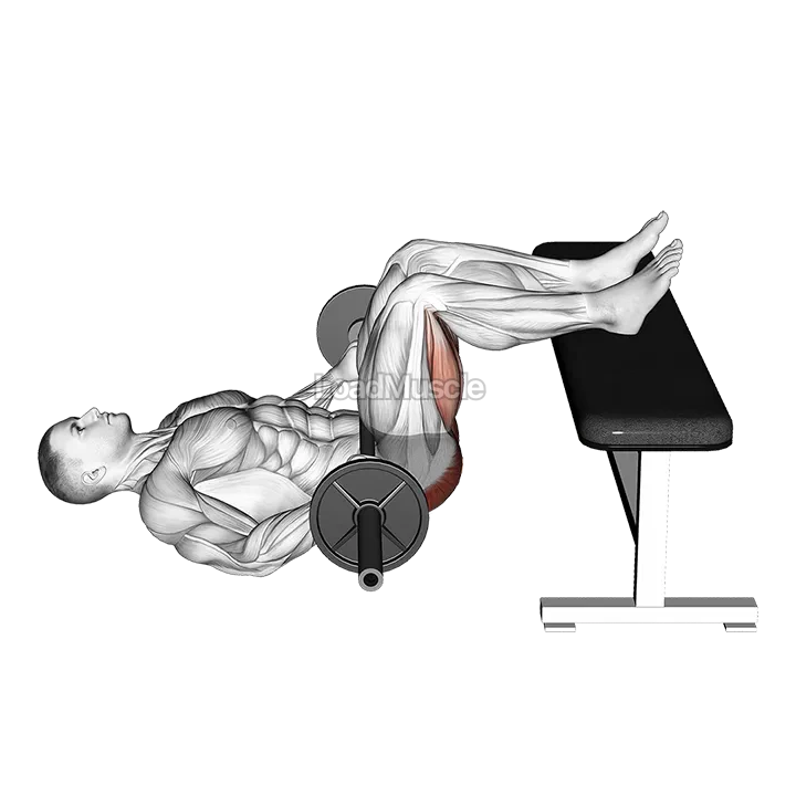 Barbell Glute Bridge Two Legs on Bench demonstration
