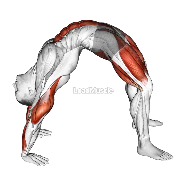 Bridge Pose Yoga Stretch demonstration