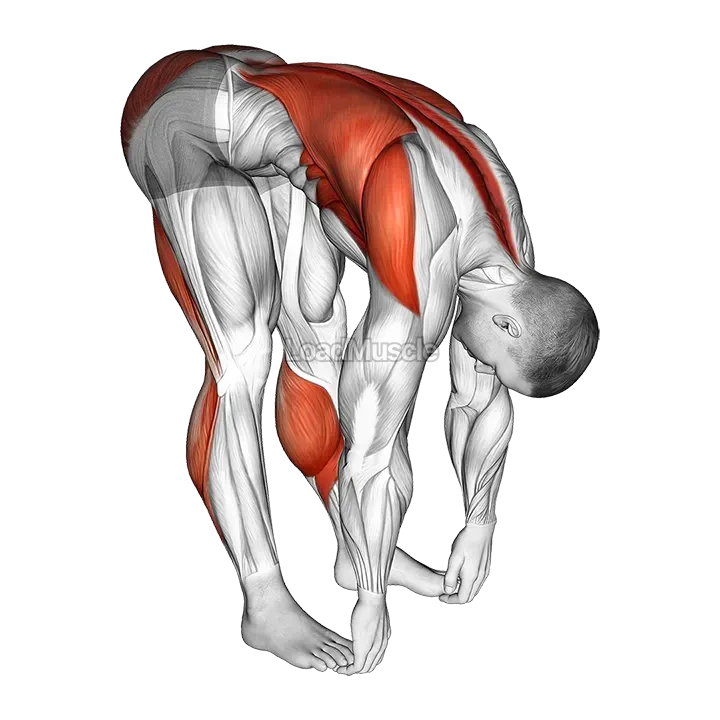 Standing Hamstrings and Back Stretch demonstration