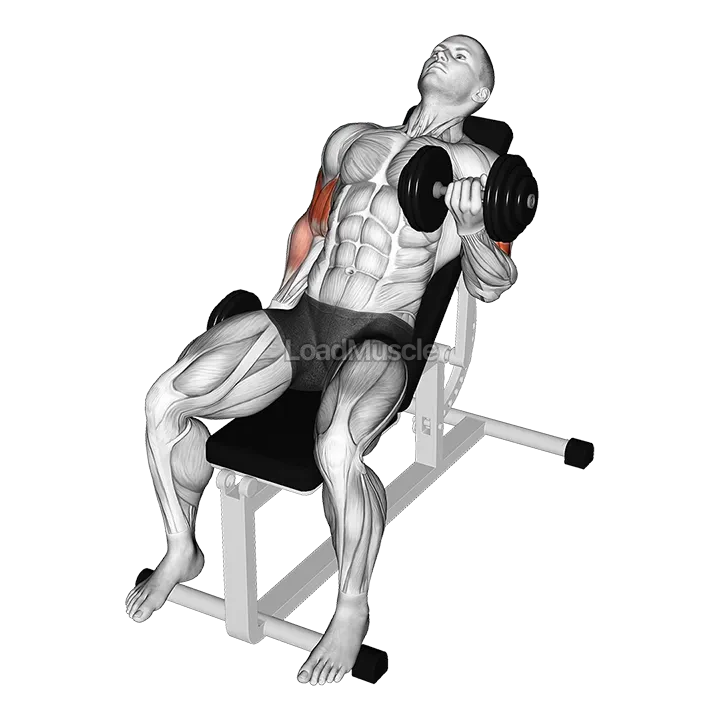 Dumbbell Incline Alternate Bicep Curl demonstration