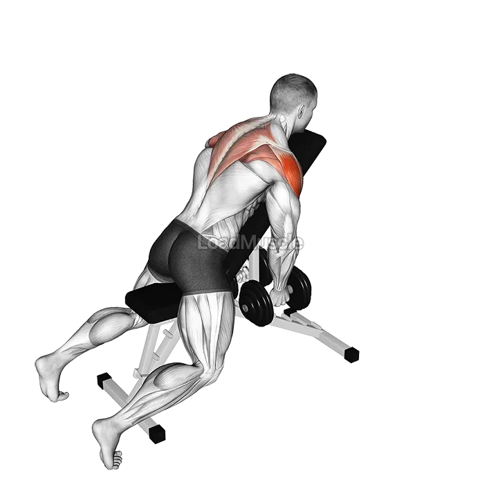 Dumbbell Chest Supported Lateral Raises demonstration