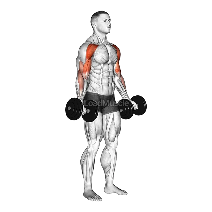 Dumbbell Drag Bicep Curl demonstration