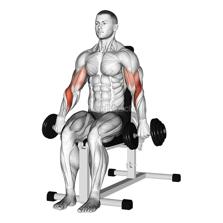 Dumbbell Seated Reverse Grip Biceps Curl demonstration