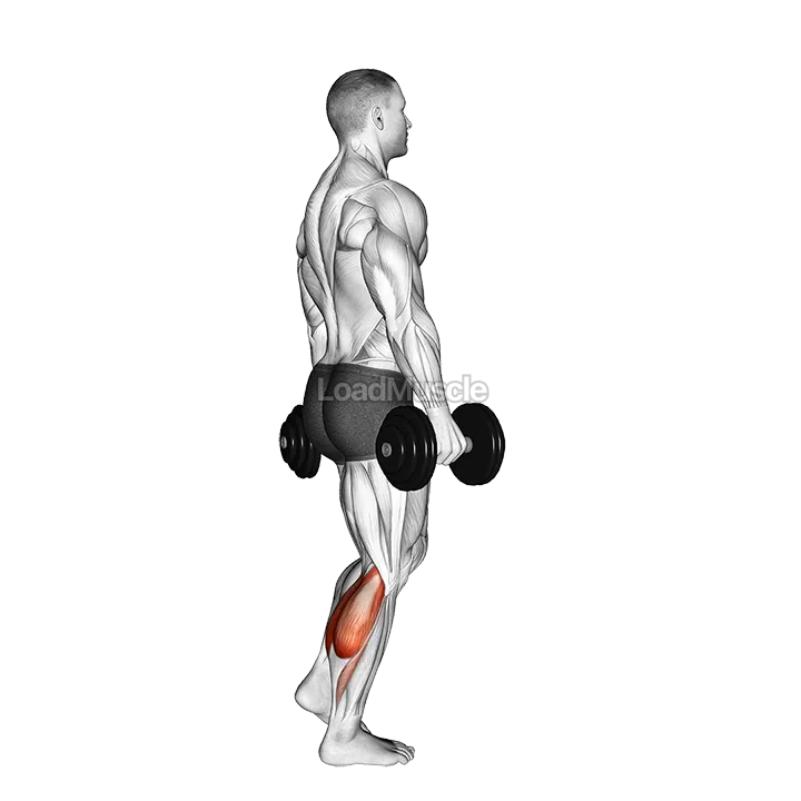 Dumbbell Standing Single Leg Calf Raise demonstration