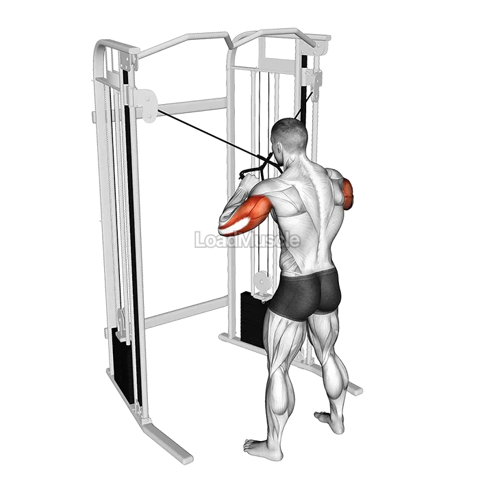 Cable Standing High Cross Triceps Extension demonstration