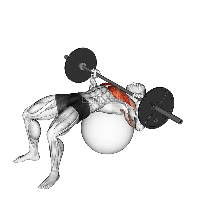 Barbell Chest Press on Stability Ball demonstration