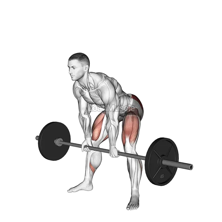 Barbell Sumo Romanian Deadlift demonstration