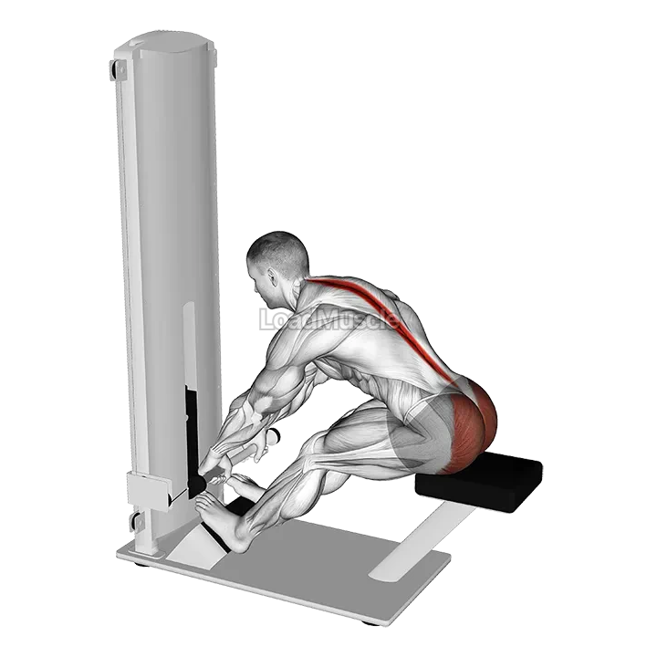 Lever Seated Good Morning demonstration