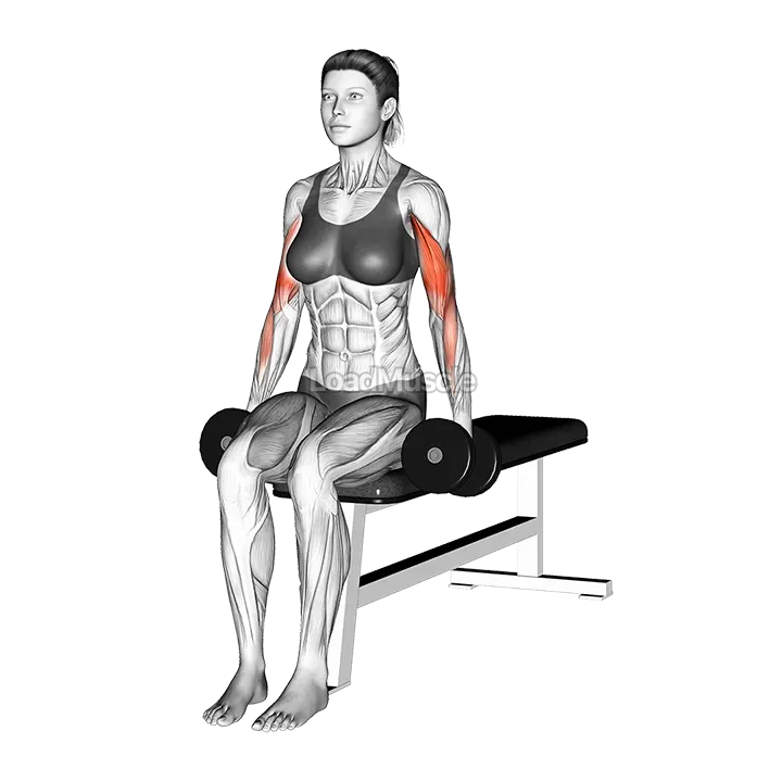 Dumbbell Seated Alternate Biceps Curl demonstration