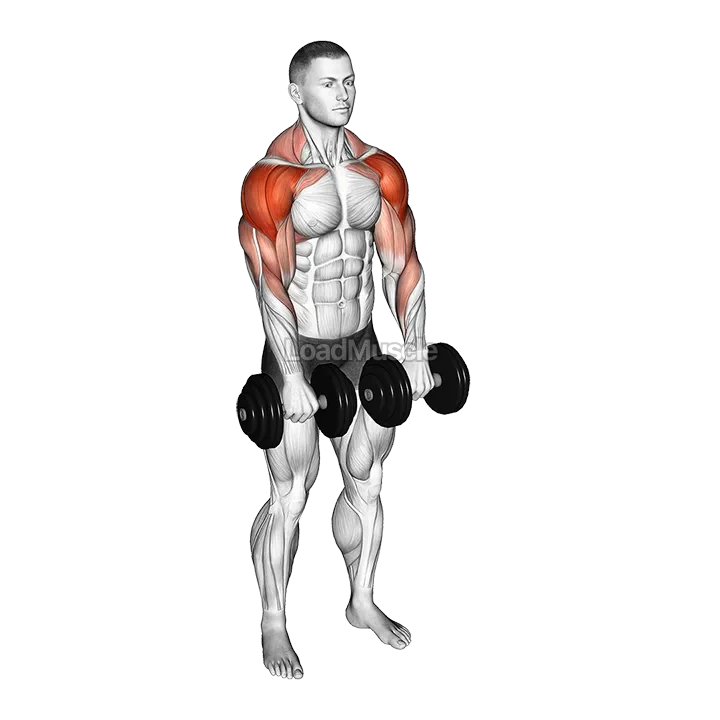 Dumbbell Archer demonstration