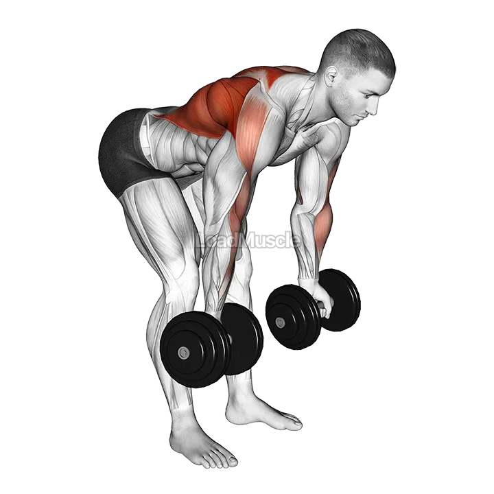 Dumbbell Bent Over Reverse Row demonstration