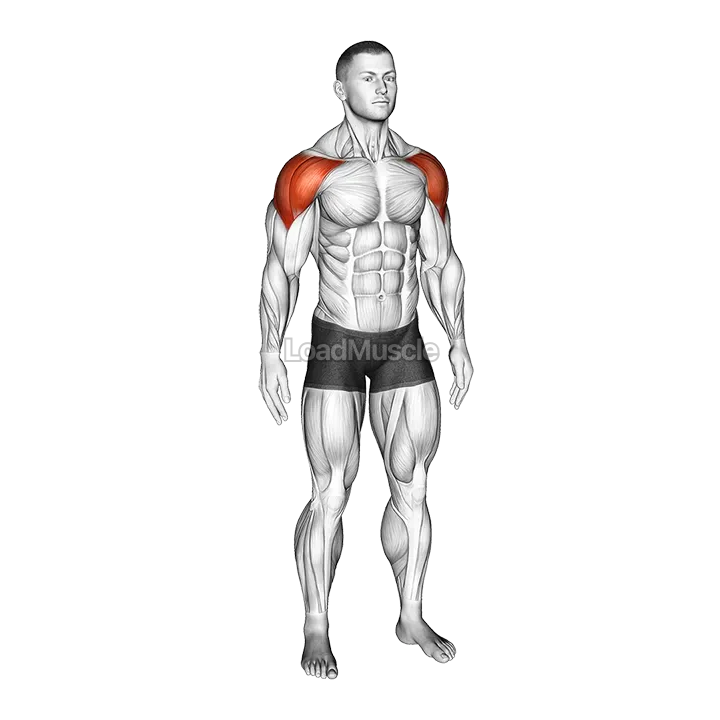 Mid Air Lateral Raises With Switching Palms demonstration