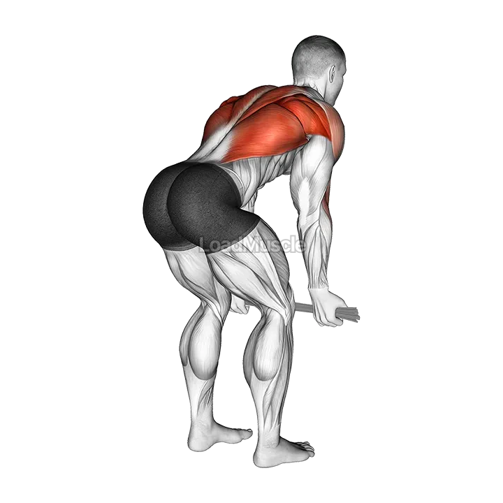 Bent over Row with Towel demonstration