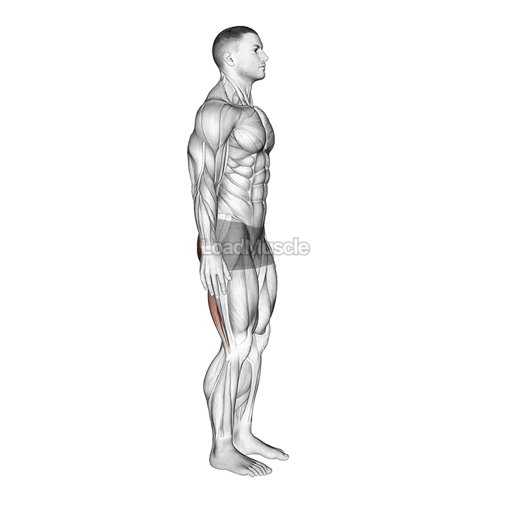 Standing Back Extension And Flexion demonstration