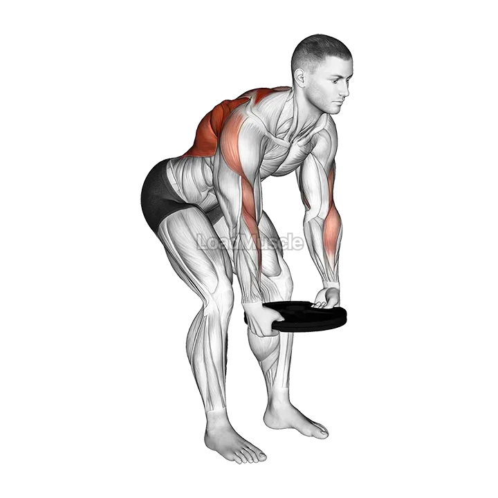 Weighted Plate Bent Over Row demonstration
