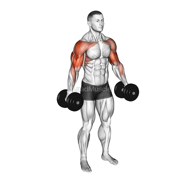 Dumbbell Poliquin Lateral Raise demonstration