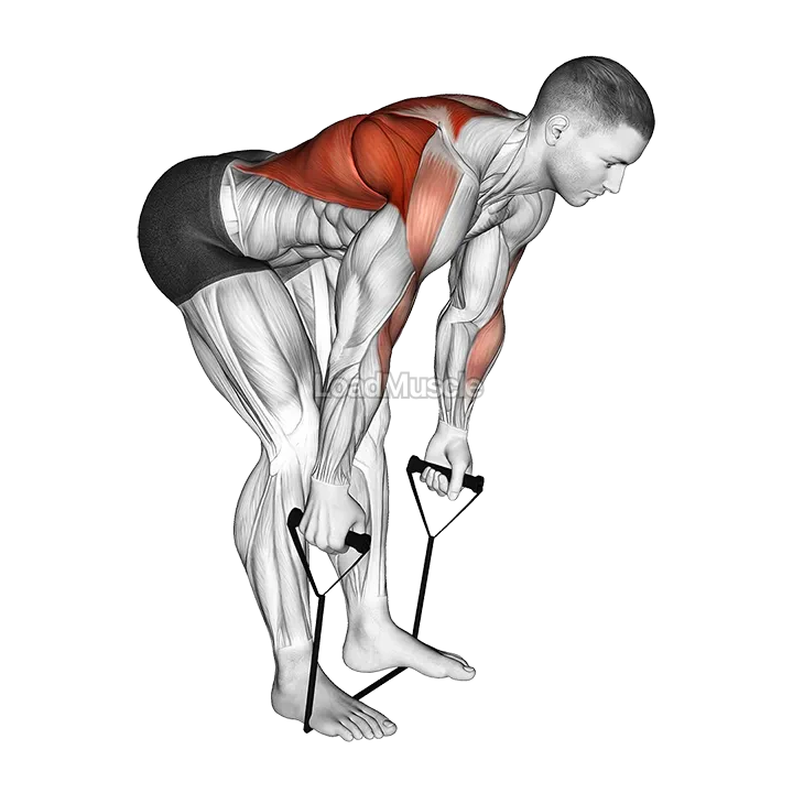 Band bent over row demonstration