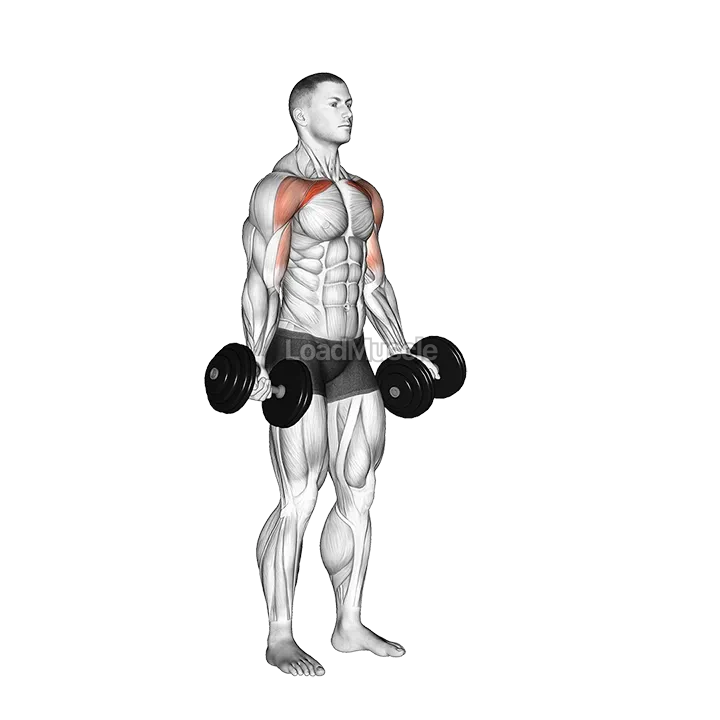 Dumbbell Low Fly demonstration