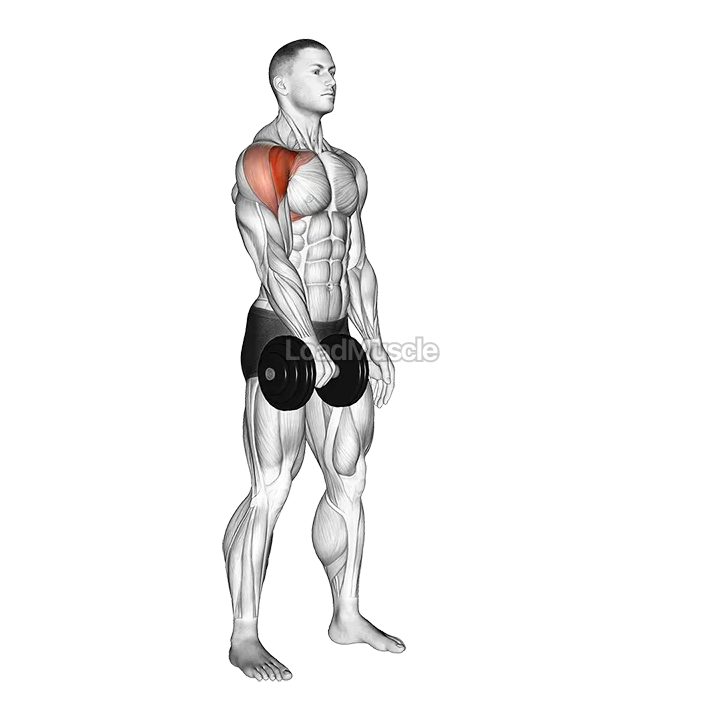 Dumbbell One Arm Front Raise demonstration