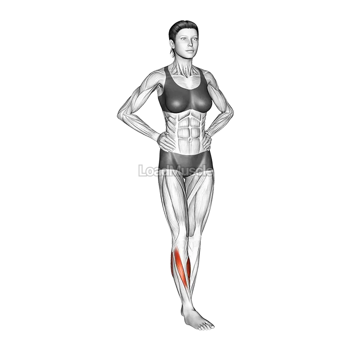 Ankle Circles demonstration