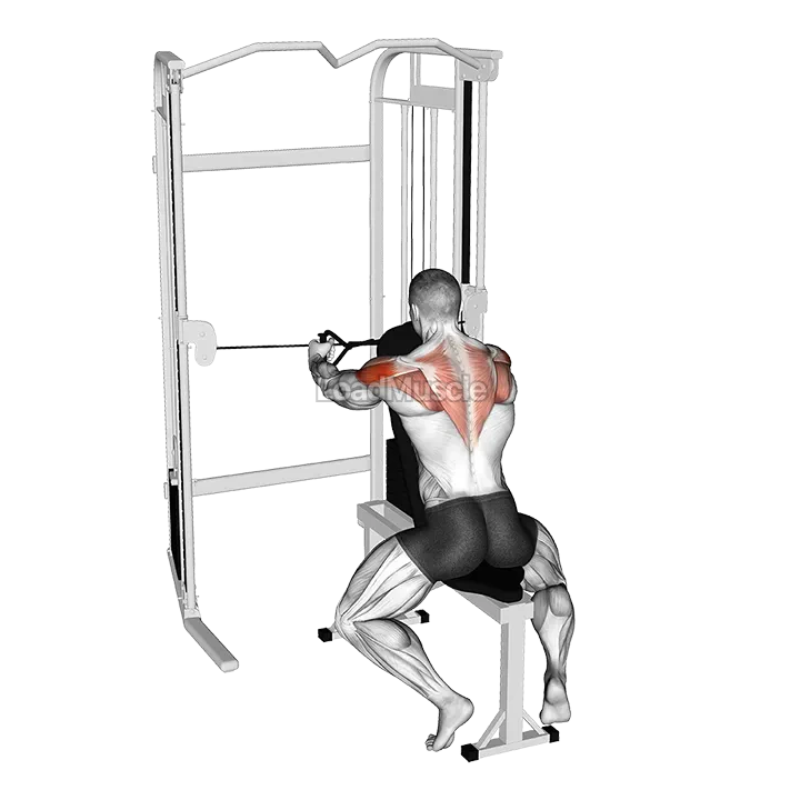 Cable Seated Rear Delt Fly with Chest Support demonstration