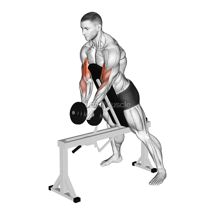 Dumbbell Single Spider Curl with Chest Support demonstration