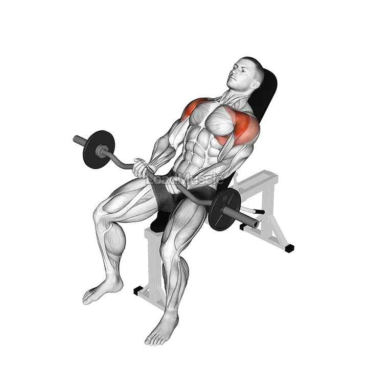 EZ bar Incline Front Raise demonstration