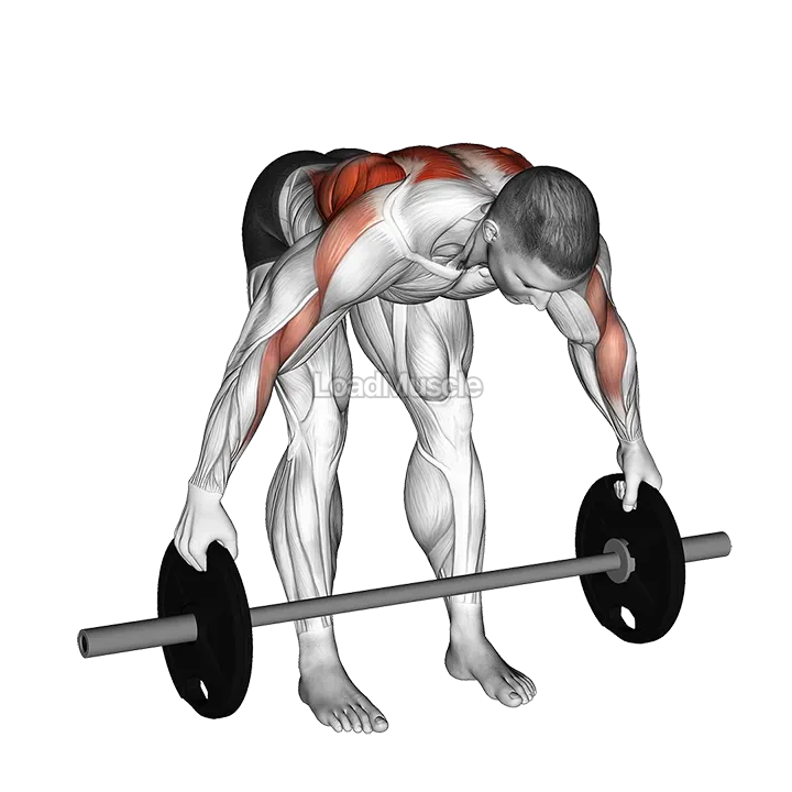 Barbell Bent Over Wide Row Plus demonstration
