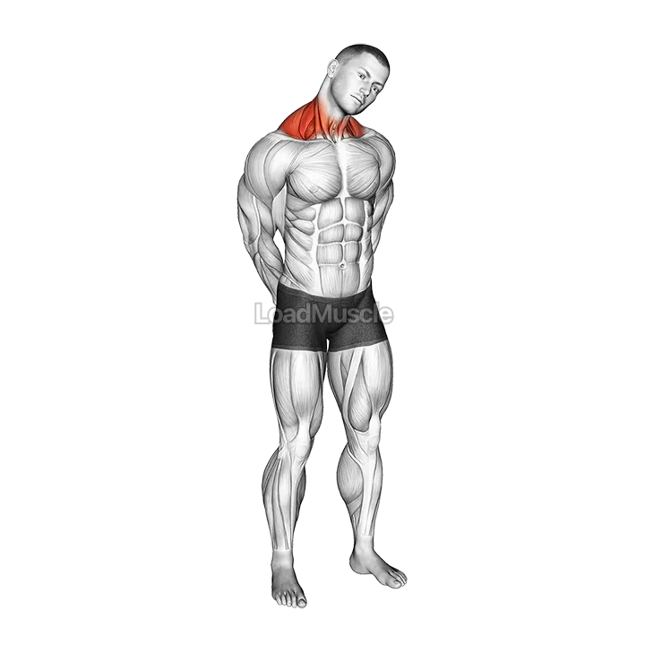 Neck Circle Stretch demonstration