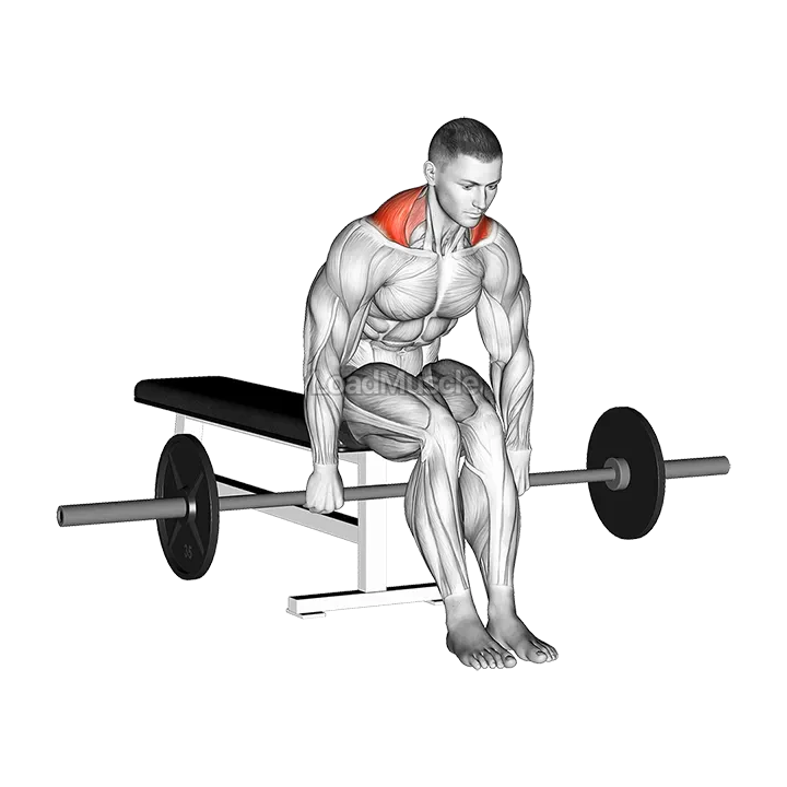 Barbell Seated Shrug demonstration