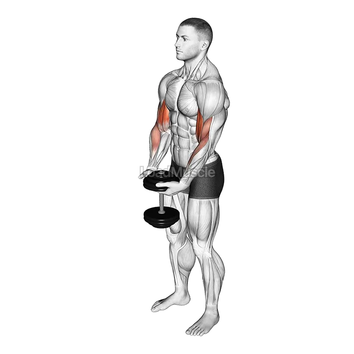 Dumbbell Standing Single Spider Curl demonstration